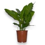 aglaonema chantal e1736451529141