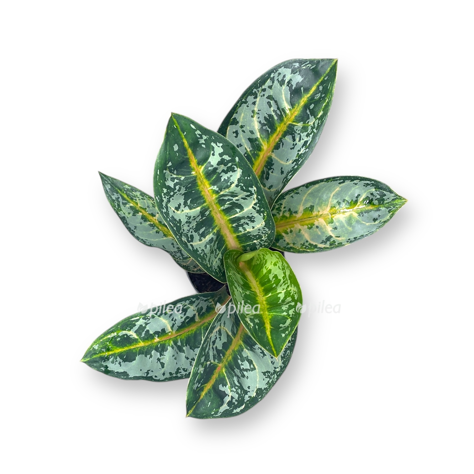 aglaonema chatra mongol