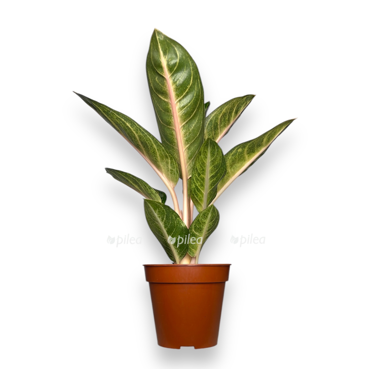 aglaonema chatra mongol
