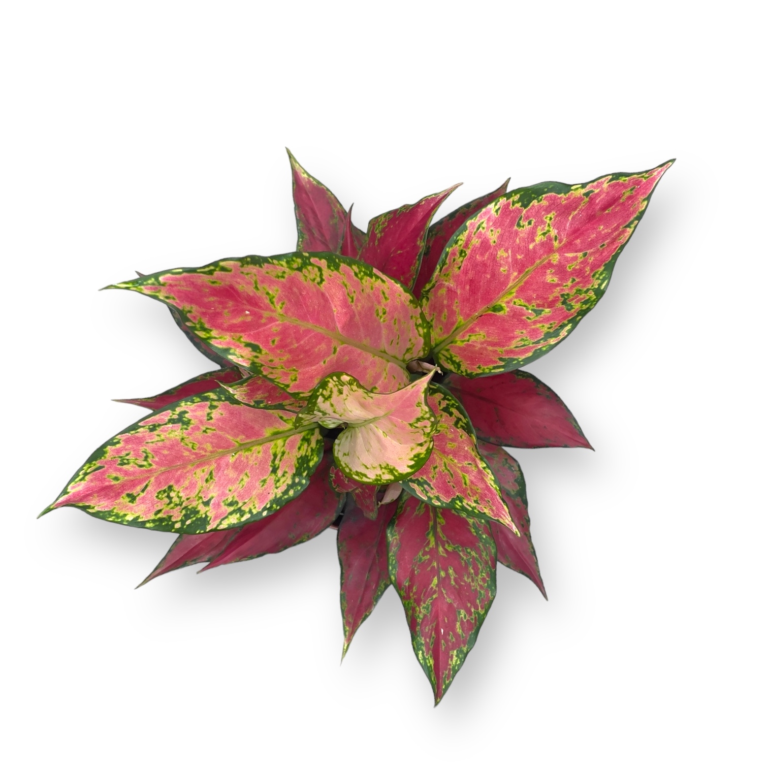 aglaonema cherri berri