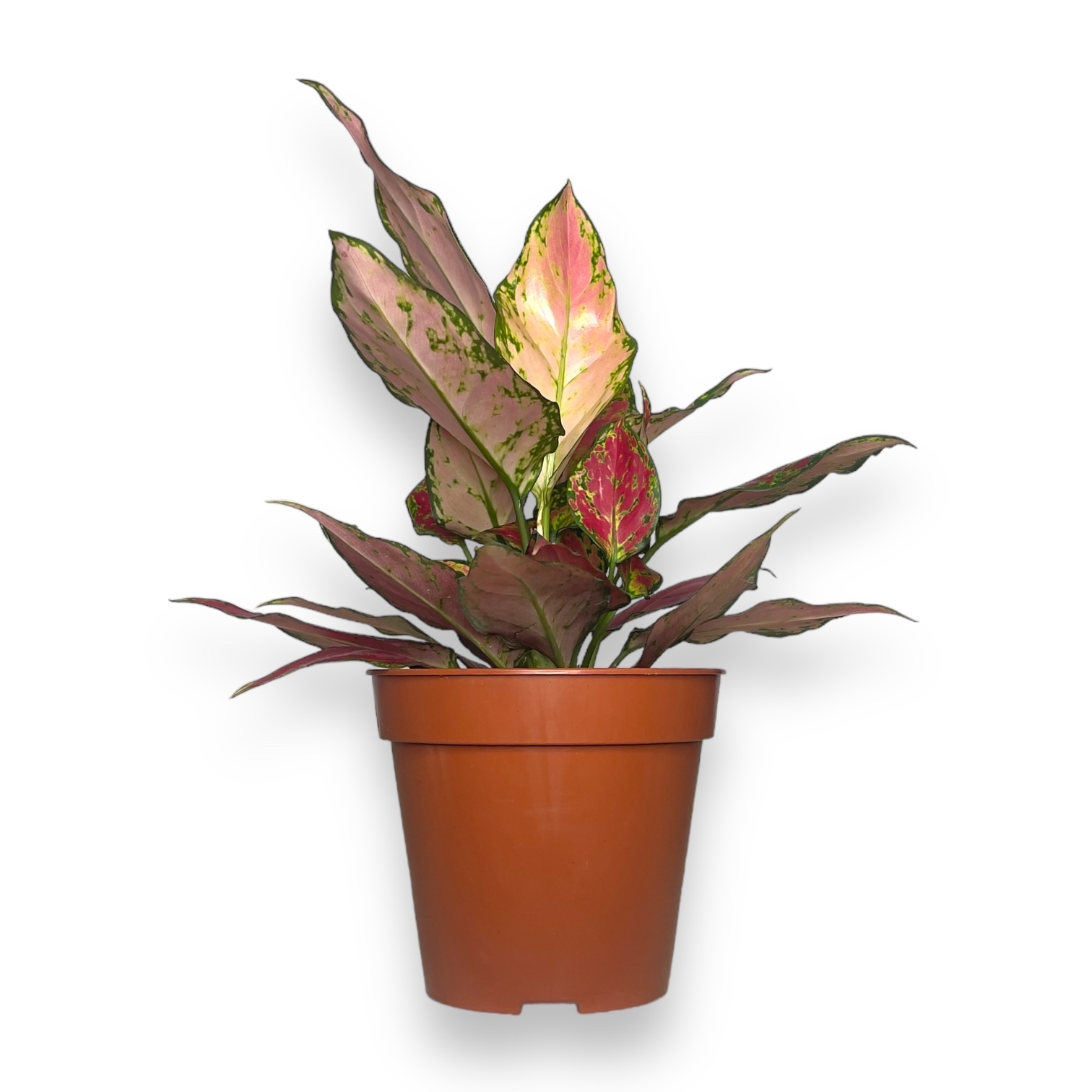aglaonema cherri berri