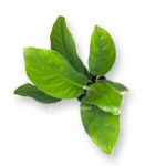 aglaonema chinto king e1729087431285