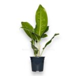 aglaonema chinto king e1729087445319