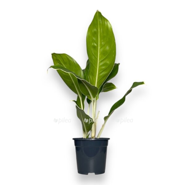 aglaonema-chinto-king-e1729087445319.jpeg aglaonema chinto king e1729087445319