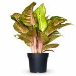 aglaonema corn silk