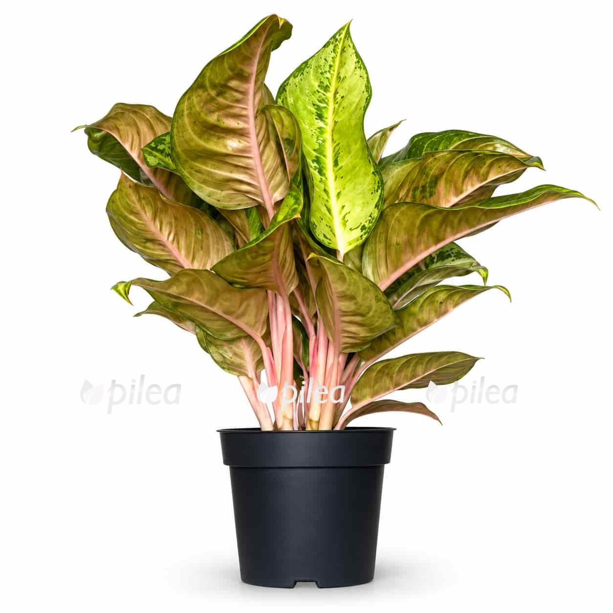 aglaonema-corn-silk aglaonema corn silk
