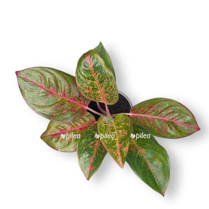 aglaonema dark star 35 sm e1708016528725