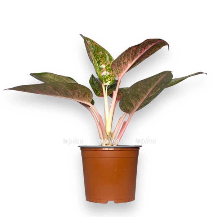 aglaonema dark star e1708016492412