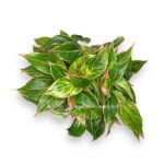 aglaonema dzhangl e1729012112814