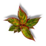 aglaonema dzhangl lava