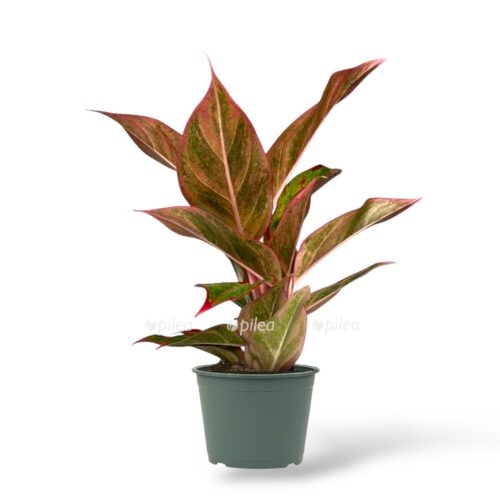 aglaonema dzhangl lava e1745339310944