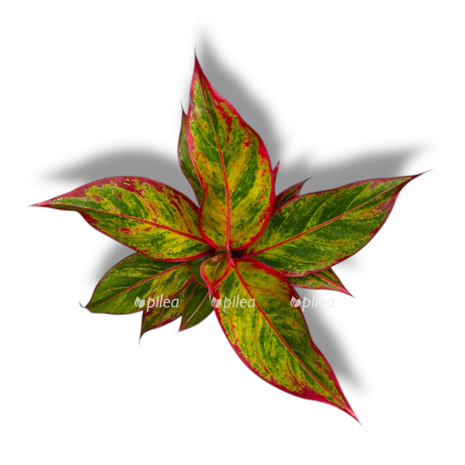 aglaonema dzhangl lava