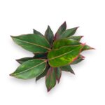 aglaonema dzhangl red