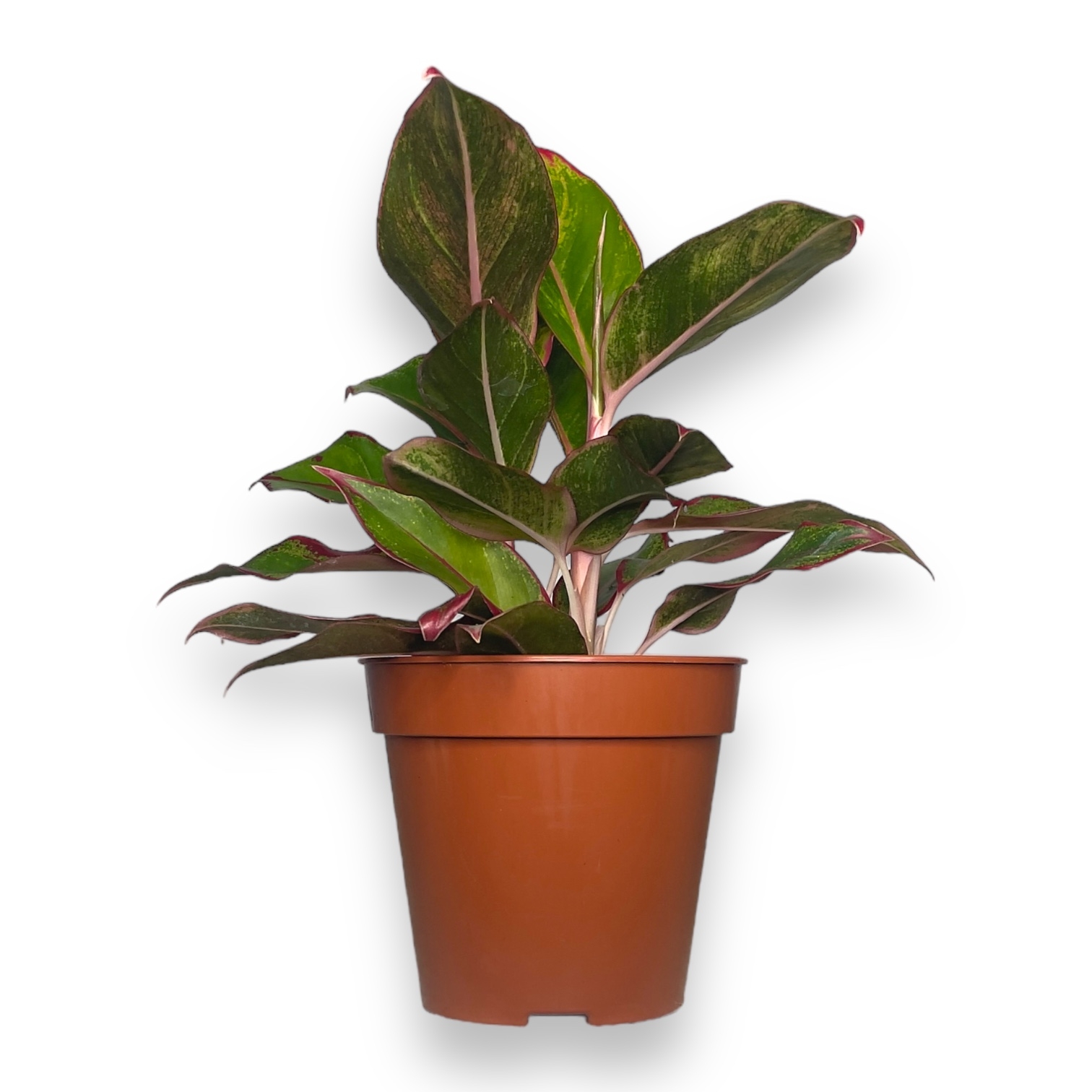 aglaonema-dzhangl-red.jpg aglaonema dzhangl red