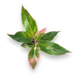 aglaonema dzhangl shadovs e1721999215927