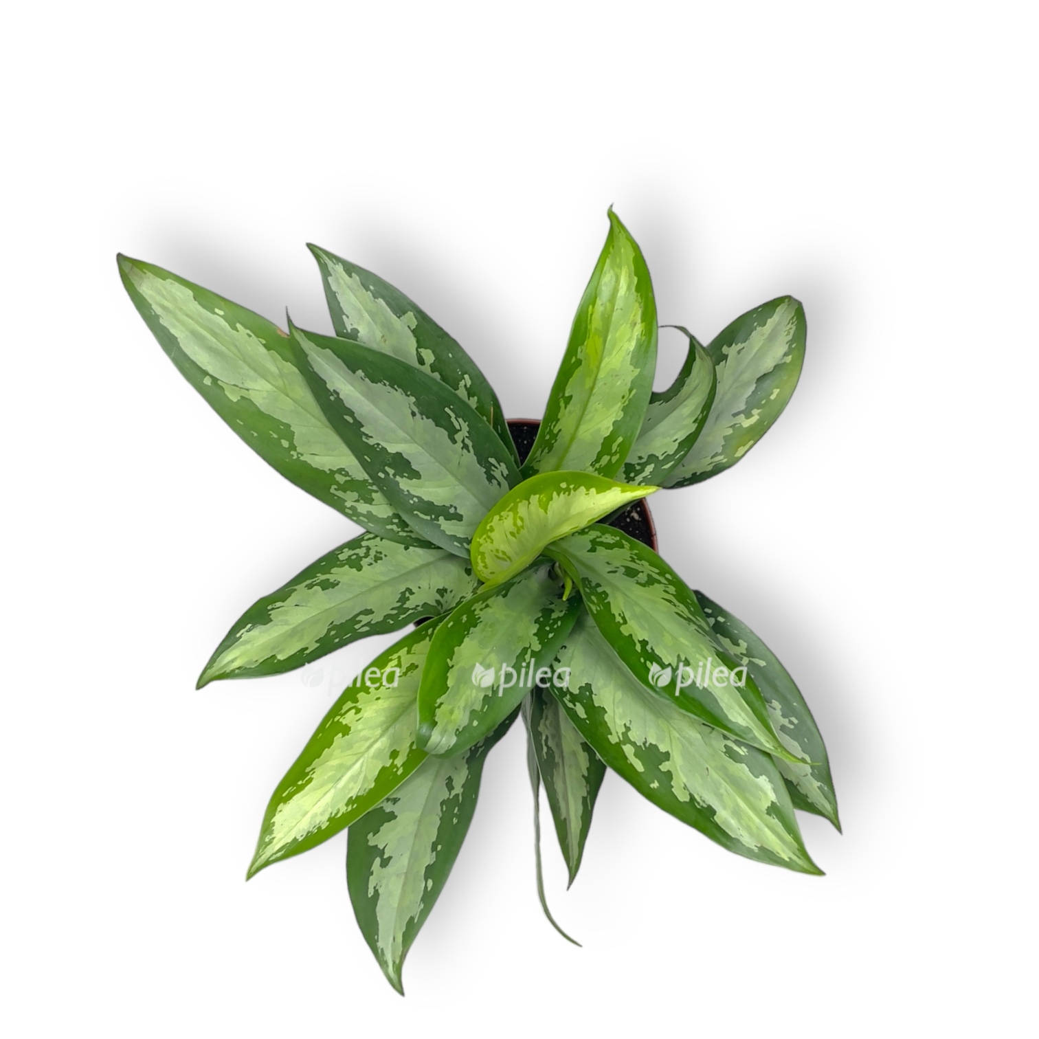 aglaonema dzhubili kompakta 30 sm