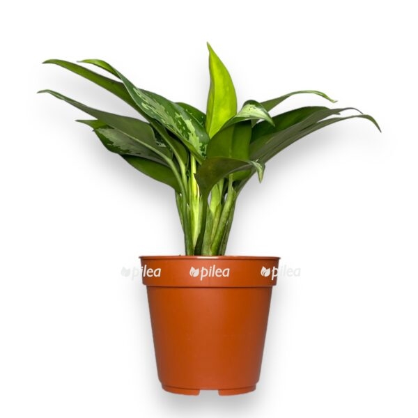aglaonema dzhubili kompakta e1738331076998