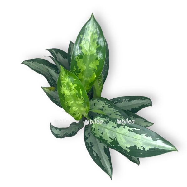 aglaonema dzhubili petit e1723483216628