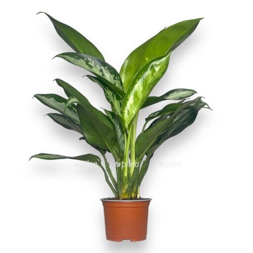 aglaonema dzhubili petit e1769074858884
