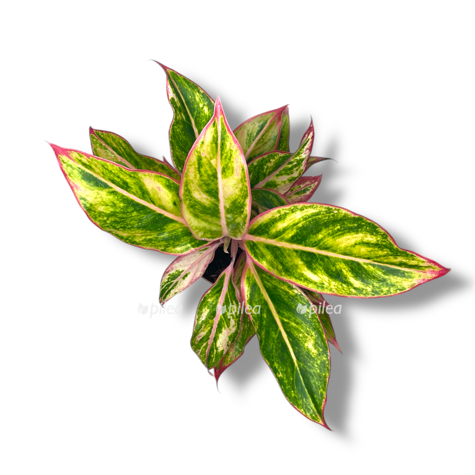 aglaonema dzhungle nektarin