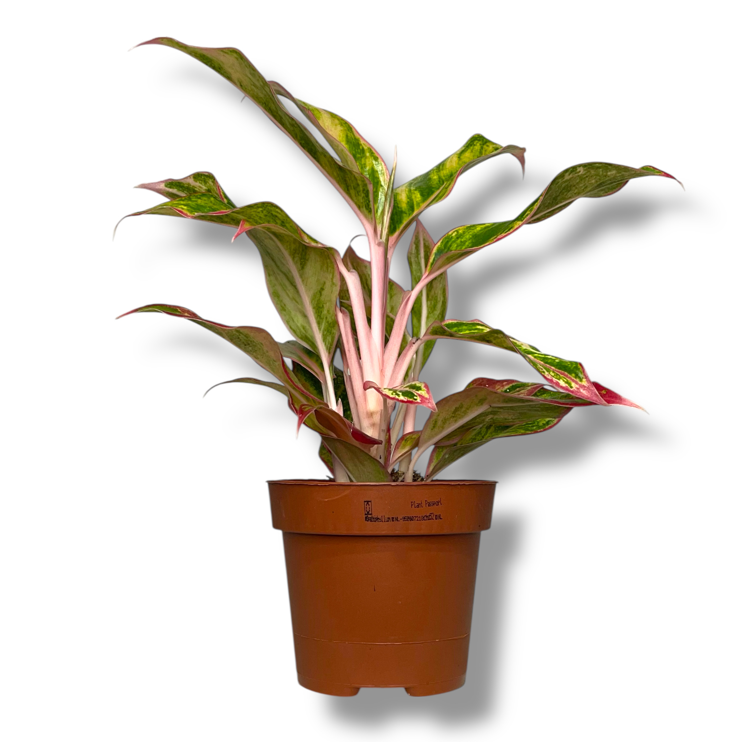 aglaonema dzhungle nektarin