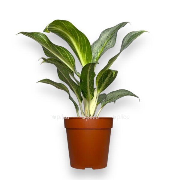 Аглаонема Эмеральд Стоун купить