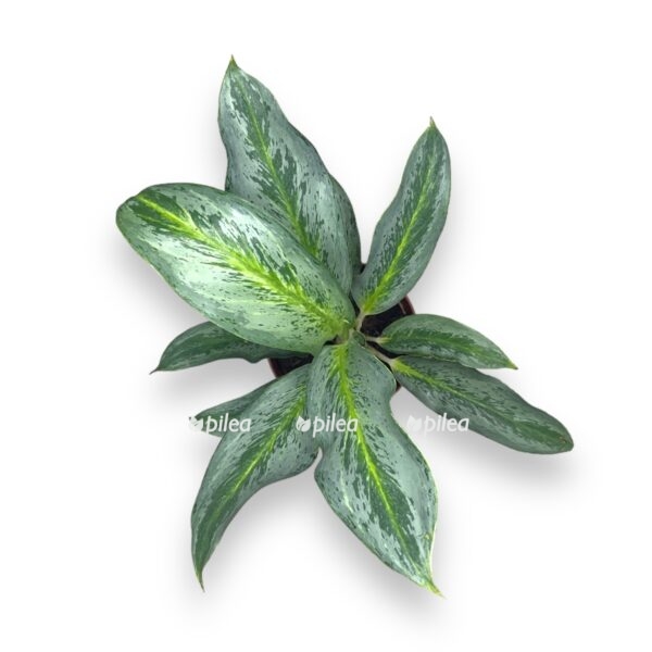 aglaonema emerald stoun e1724084225924