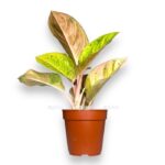 aglaonema epl fentezi e1706467614662