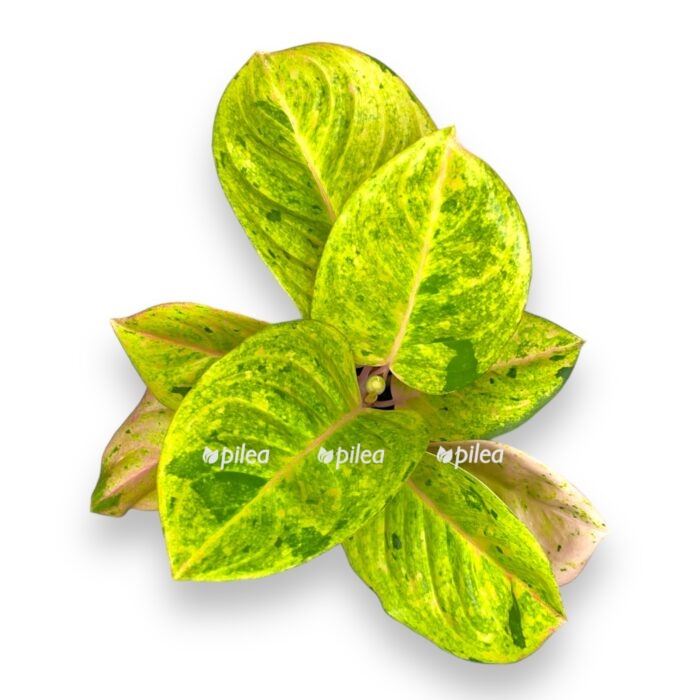 aglaonema epl fentezi e1706467638825