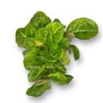 aglaonema epl grin