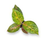 aglaonema forest pink 1 1 e1723566348228