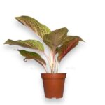 aglaonema forest pink e1723566364310