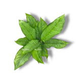 aglaonema fridman