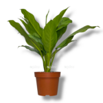aglaonema fridman