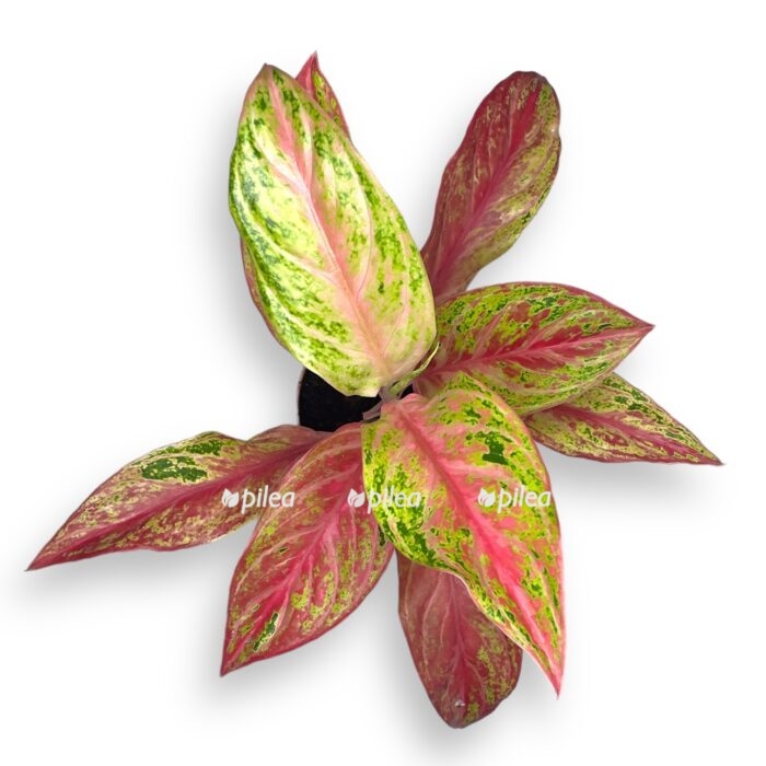 aglaonema gaiti red e1716915894916