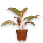 aglaonema gaiti red e1716915902857