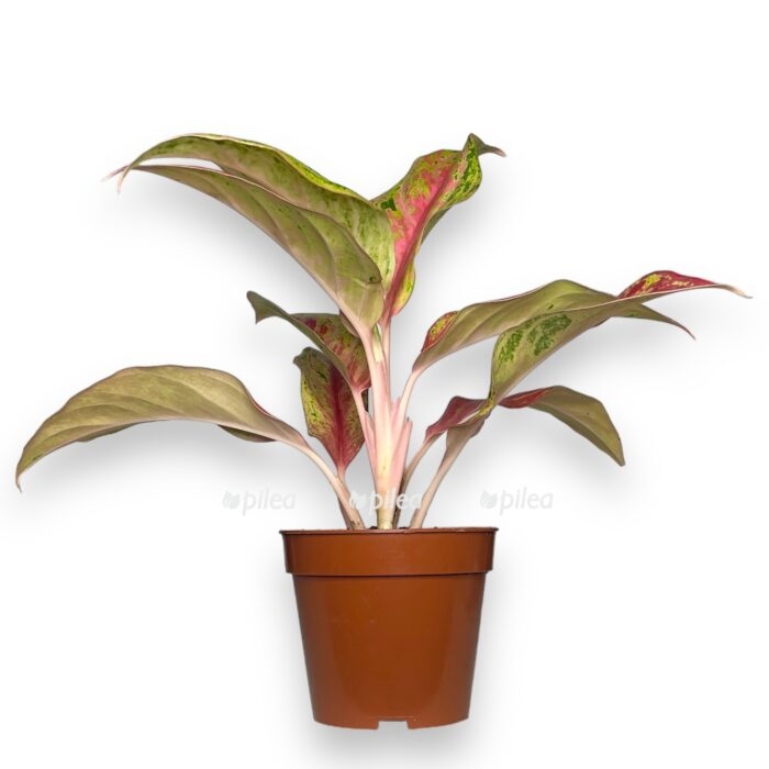 aglaonema gaiti red e1716915902857