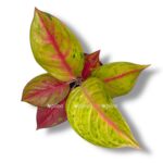 aglaonema gala red