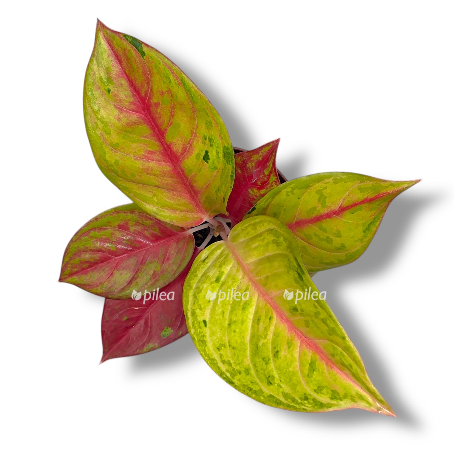 aglaonema gala red