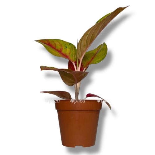 aglaonema gala red e1757510570813