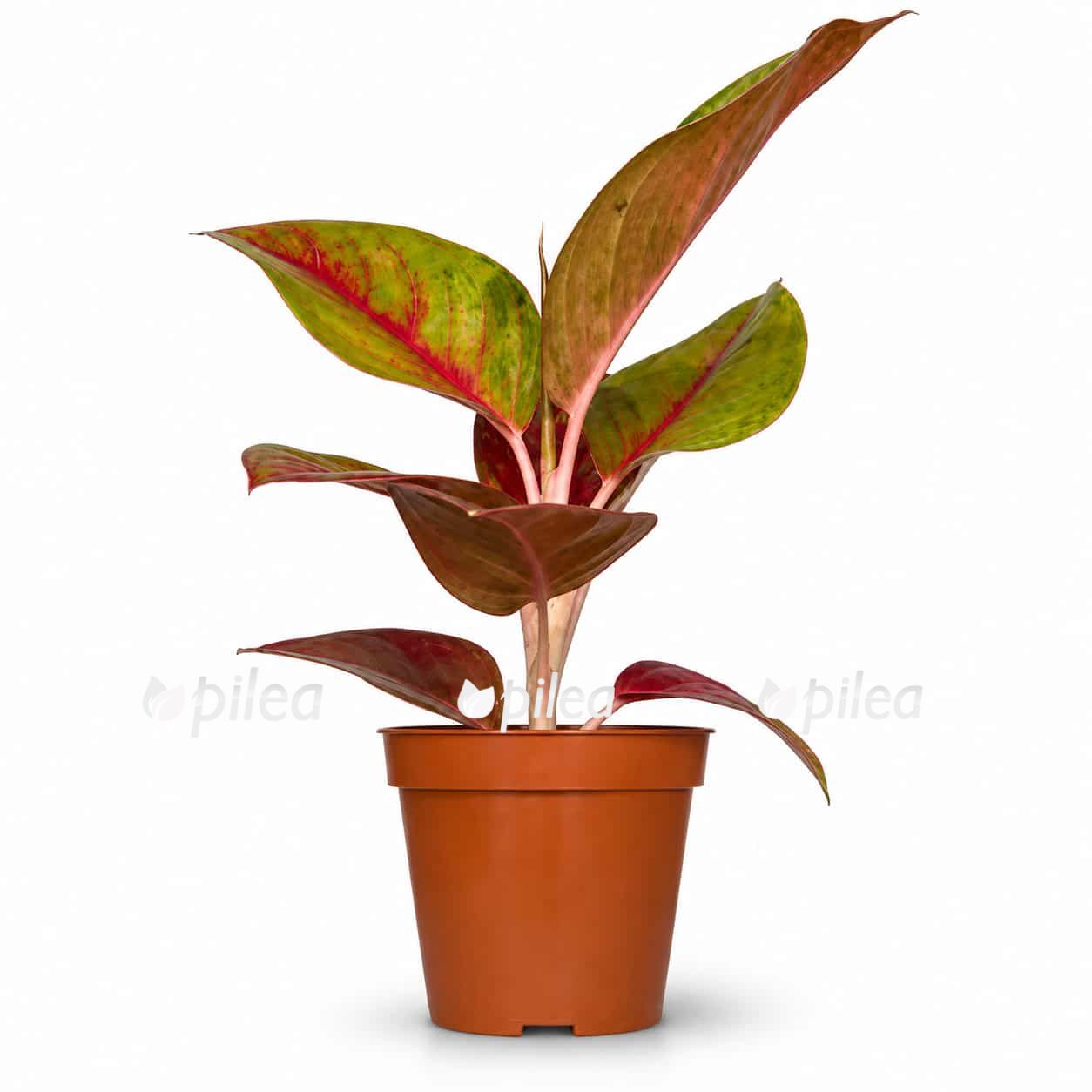 aglaonema gala red