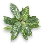 aglaonema golden madonna 2
