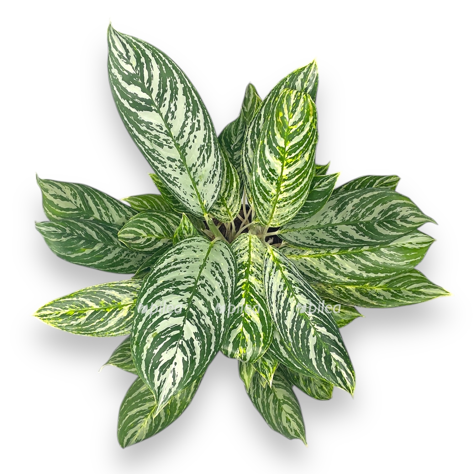 aglaonema golden madonna 2