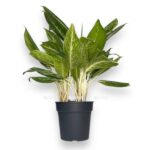 aglaonema golden madonna e1735101562352