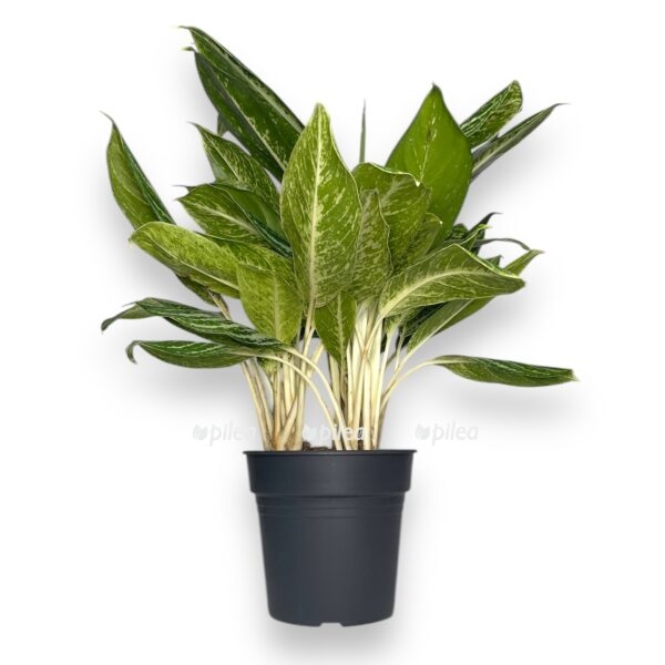 aglaonema golden madonna e1735101562352