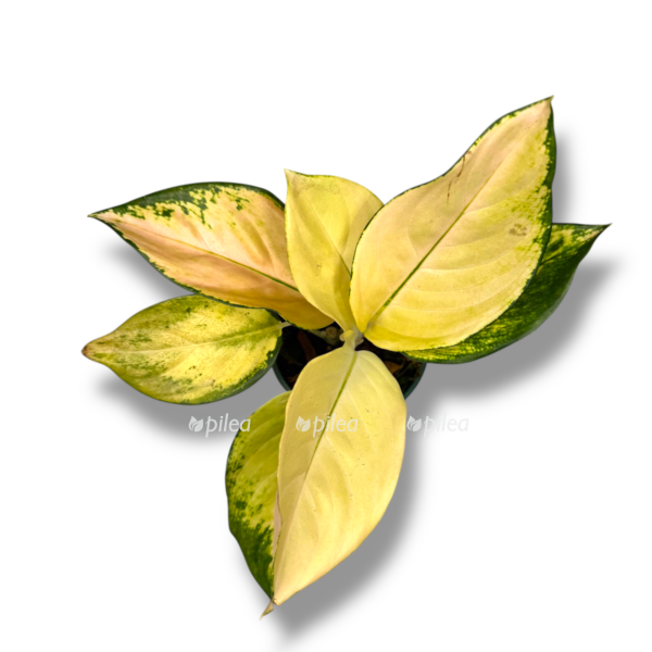aglaonema-golden-majestic-e1767075467527.png aglaonema golden majestic e1767075467527