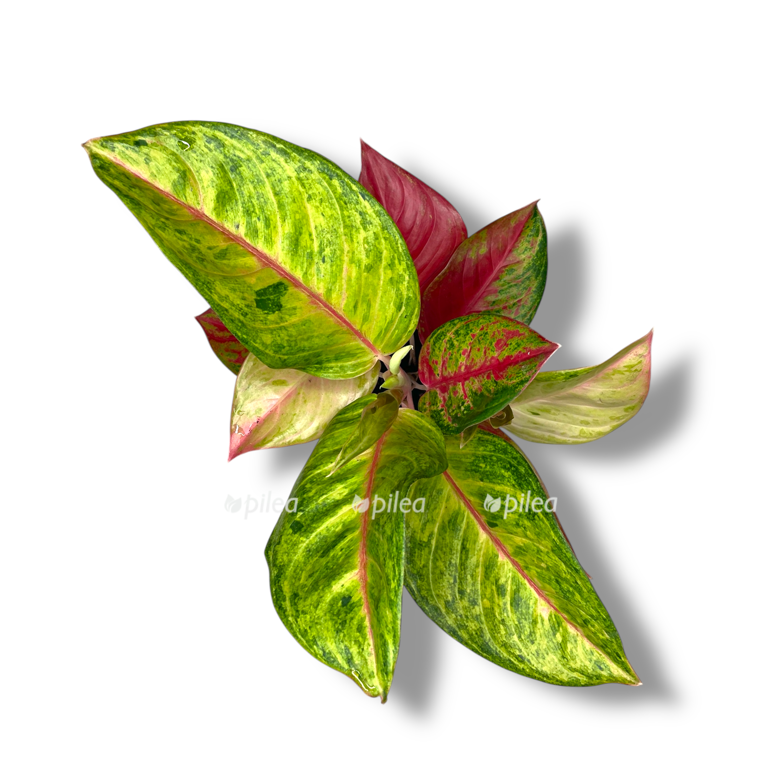 aglaonema granat chai 1 1