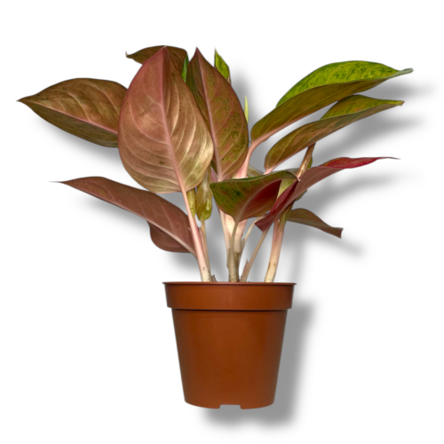 aglaonema granat chai e1757510628101