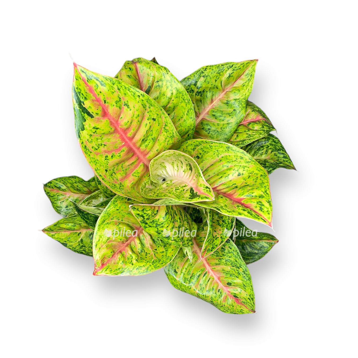 aglaonema grand poppi