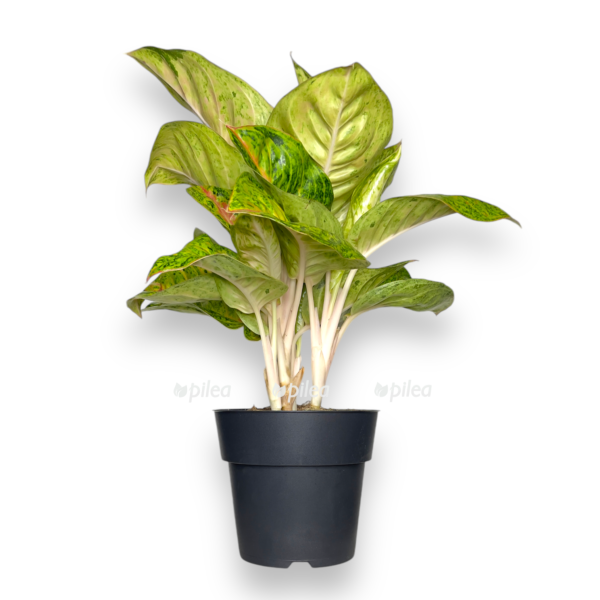 Аглаонема Гранд Блоссом купить